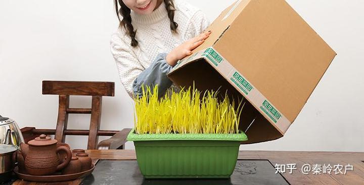 韭菜种植技术致富经_致富韭菜种植技术视频_致富经韭菜种植技术视频