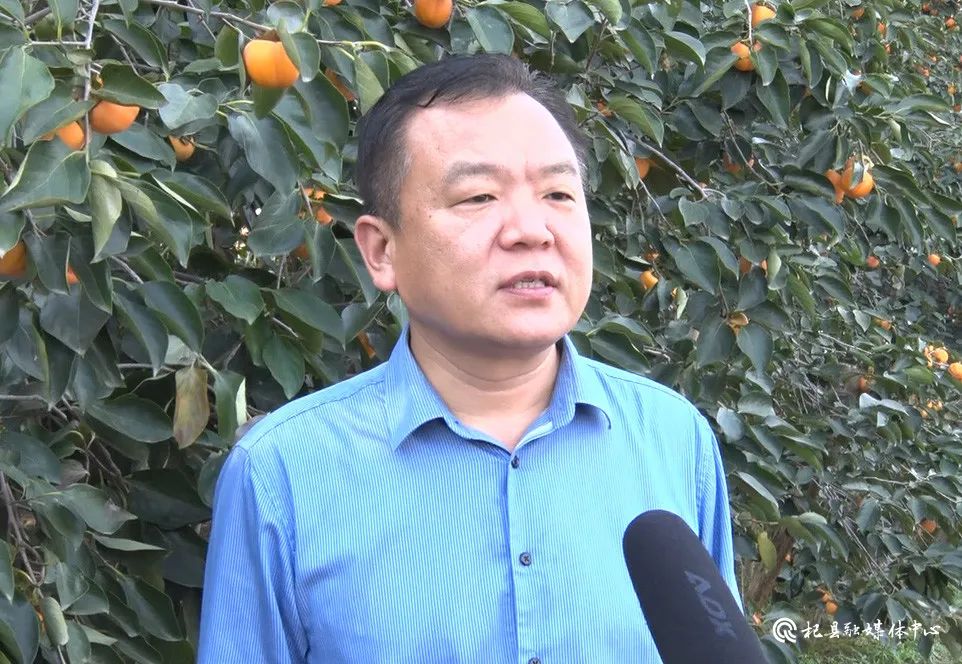 高阳镇团城村火葫芦柿子成为群众致富“金葫芦”