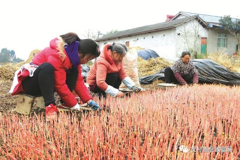 黄花梨种植效益_致富经黄花梨种植_致富梨黄花种植视频