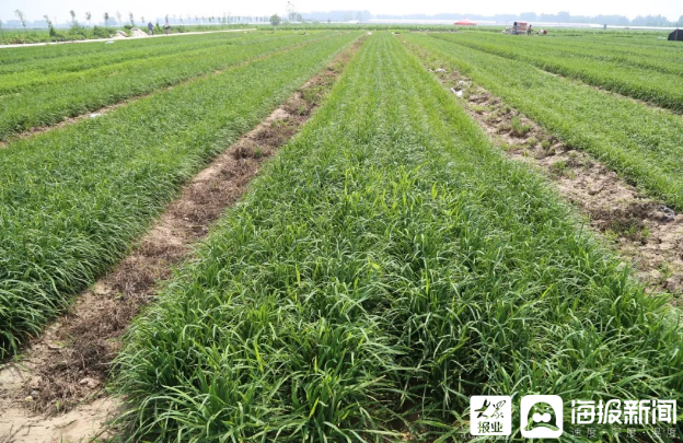 种植韭菜苔致富_种植韭菜苔的市场效益_韭菜苔种子多少钱一斤