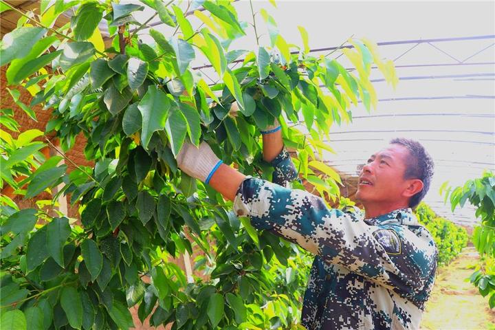 大雅柑苗_种植大雅柑致富_大雅柑桔多少钱一斤
