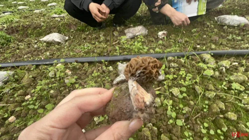羊肚菌种植技术骗人_种羊肚菌骗局_羊肚菌种植骗局视频