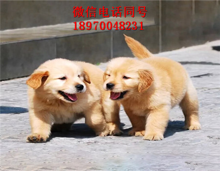 石柱哪里有哈士奇卖、小型犬