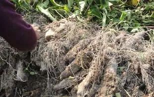 山药新型种植栽培技术_山药新型种植技术研究_新型山药种植技术