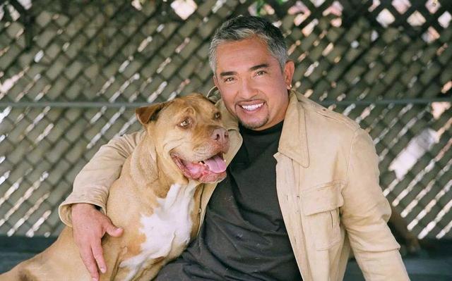 训犬视频课程，把狗狗问题讲透即可！几千小时或让主人更混乱