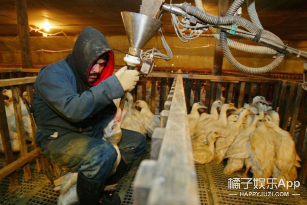 致富经养鹅肝_养鹅肝视频_养鹅肝的利润