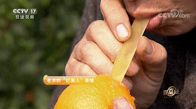 央视致富经视频多肉_多肉视频繁殖视频_二木多肉花园央视h