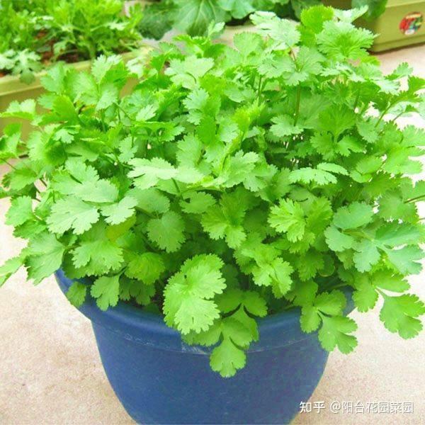 室内香菜种植技术_香菜室内种植技术视频_香菜室内种植技术要点