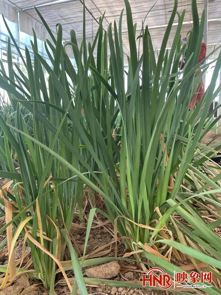 致富韭菜种植技术视频_种植二亩韭菜致富_致富经韭菜种植技术视频
