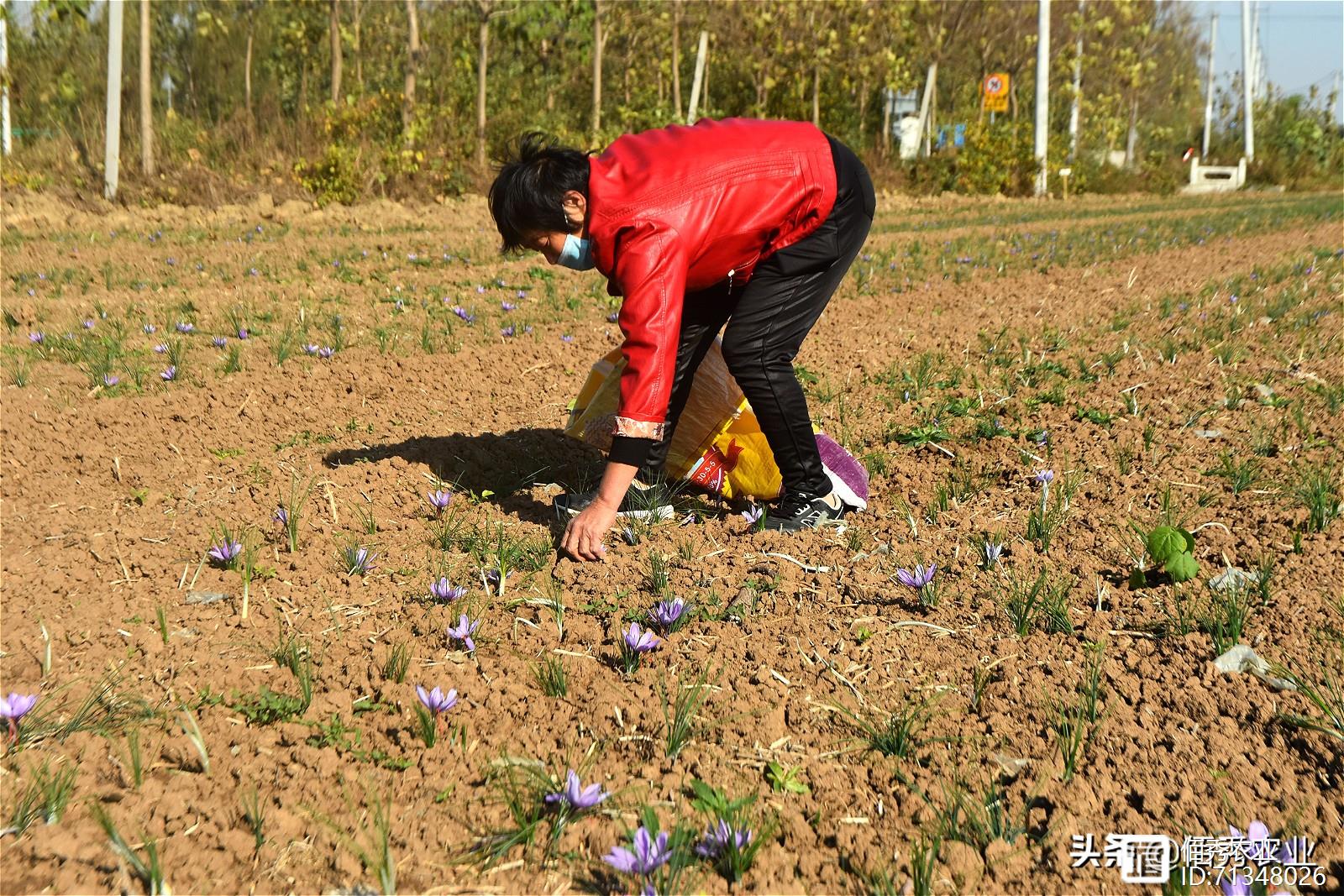 农民种植中药材藏红花，每亩只能收获2斤，巅峰时造就一批土豪