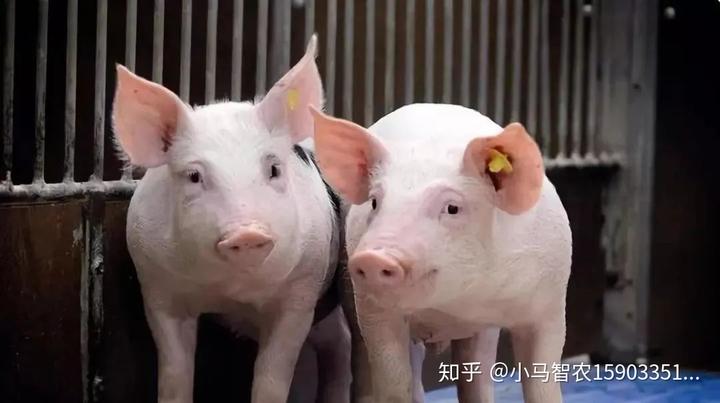 【互联网+养殖】智慧农业技术在畜禽生产中的发展与应用