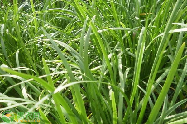 致富经韭菜种植视频_致富韭菜种植视频_种植二亩韭菜致富