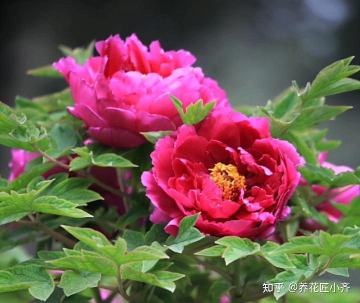 冬季香椿种植技术视频_香椿冬季温棚种植_冬季室内怎样种香椿