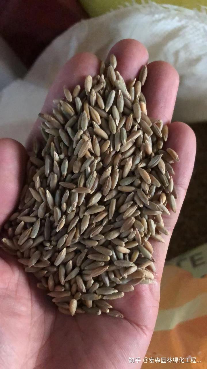 冬季香椿栽培技术_冬季种植香椿方法_冬季香椿种植技术视频
