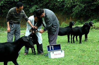 致富养殖绵羊视频_致富养殖绵羊赚钱吗_绵羊养殖如何致富