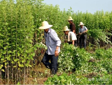 致富经龙虾养殖视频稻田_致富经荒山种植小龙虾_致富经龙虾养殖技术视频