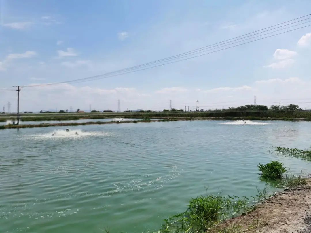 室内淡水水产养殖技术_淡水养殖水产室内技术有哪些_淡水养殖水产室内技术规范