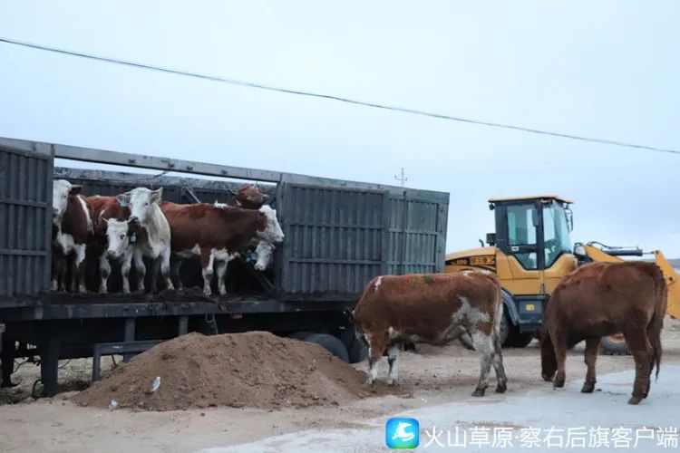 养殖致富项目牛_肉牛养殖盼致富_最新养牛致富金