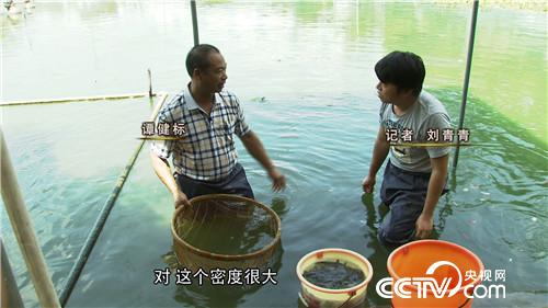 [致富经]不养寻常鱼的养鱼高手 20161114