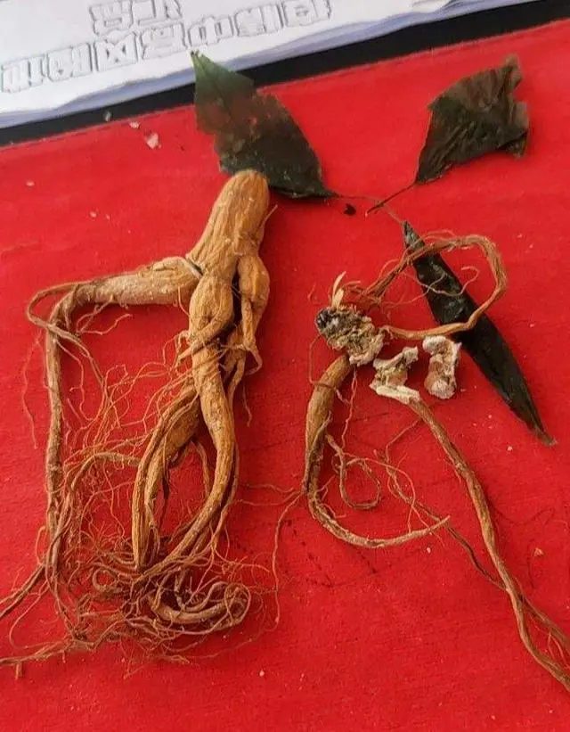 中草药养殖技术大全_养殖药大全中草技术有哪些_养殖常用药