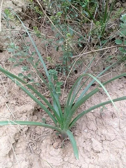 中草药养殖技术大全_养殖药大全中草技术有哪些_养殖常用药
