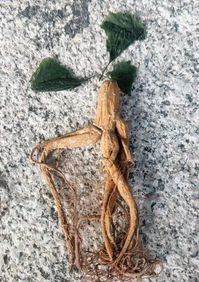 养殖药大全中草技术有哪些_中草药养殖技术大全_养殖常用药
