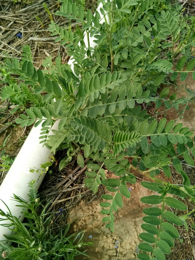 养殖药大全中草技术有哪些_养殖常用药_中草药养殖技术大全