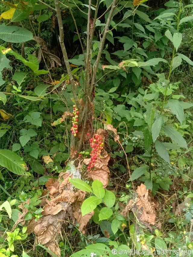 养殖药大全中草技术有哪些_中草药养殖技术大全_养殖常用药