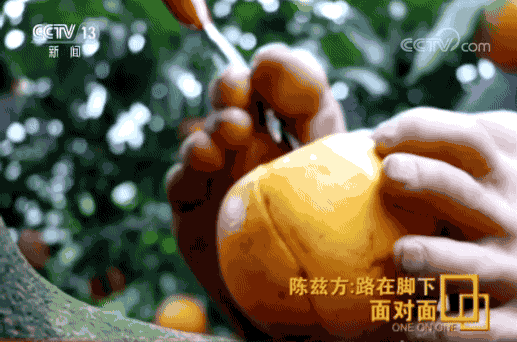 致富经2020年养猪视频大全_致富经视频20集养猪_cctv致富经养猪视频全集