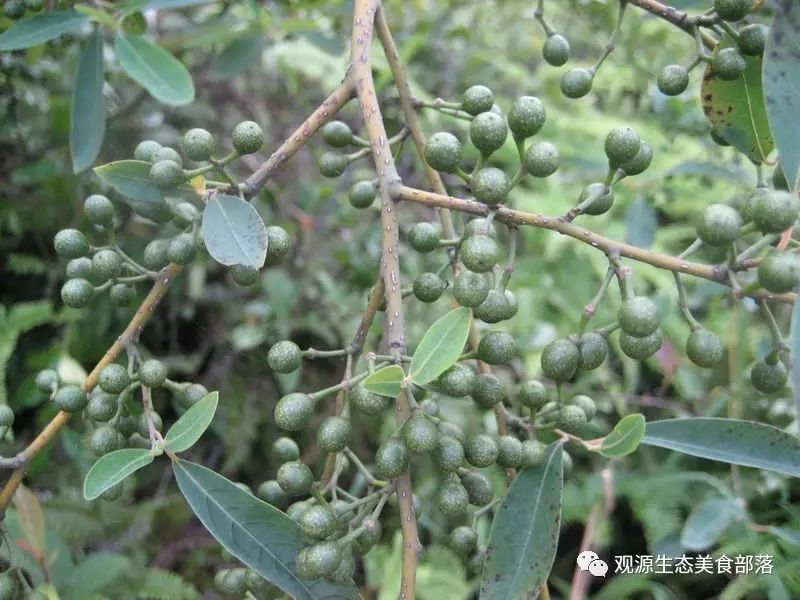 致富种植恩施魔芋怎么样_恩施魔芋种子联系电话_恩施魔芋种植致富