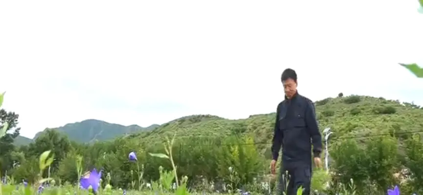 种植草药致富视频_种植致富药材_视频致富种植草药教程
