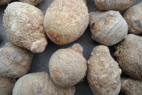 种植树黄皮技术要点_黄皮树种植技术_怎样种黄皮树苗