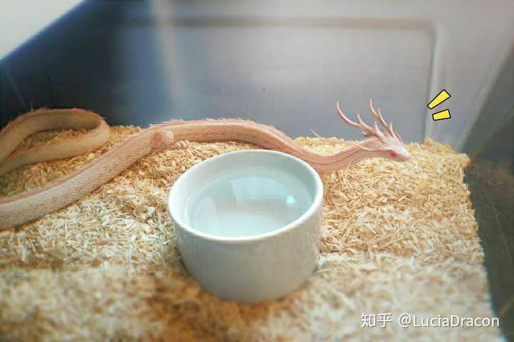 家人不让我养蛇，觉得很可怕，我怎么有理有据地说服他们，告诉他们蛇很可爱？