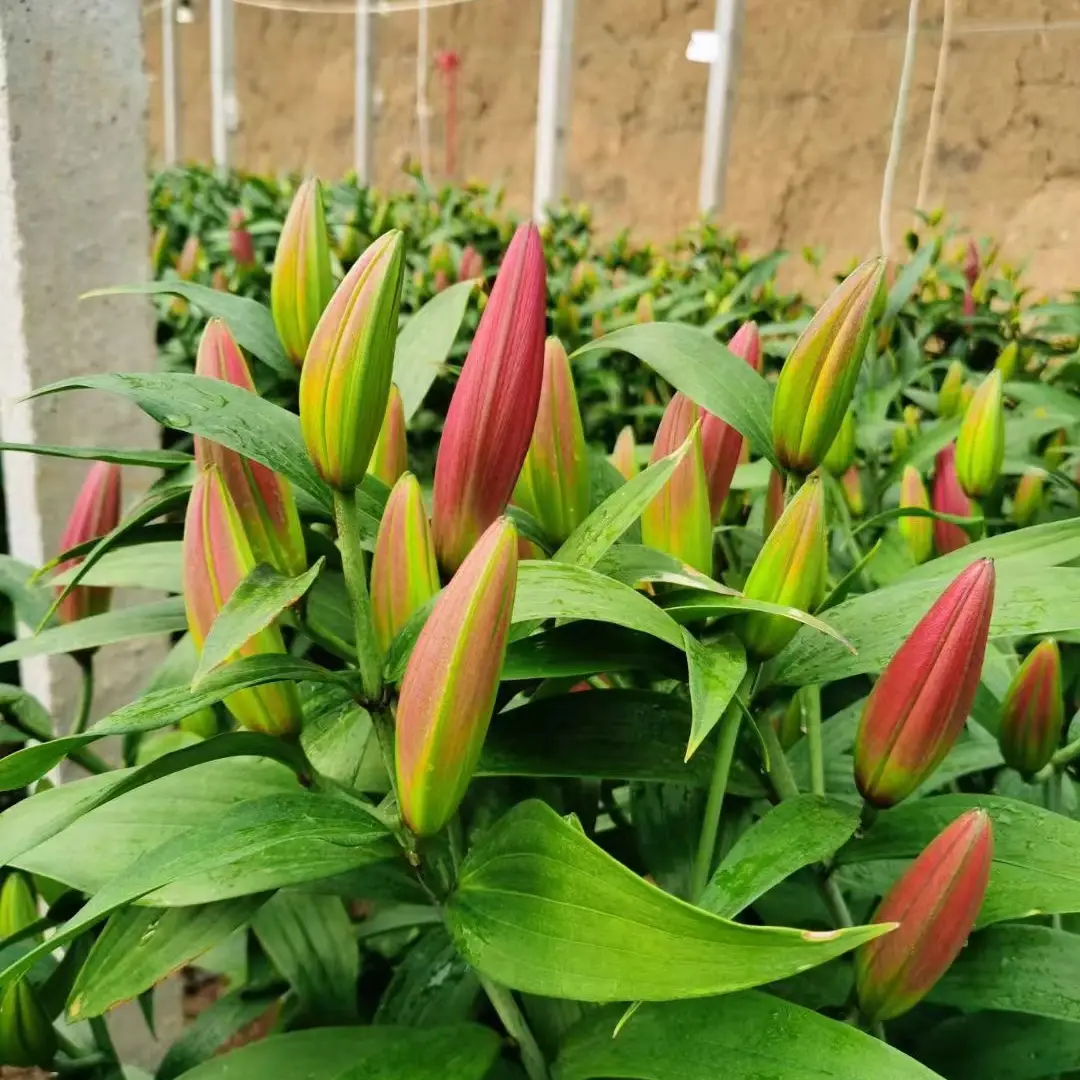农民花卉种植致富_花卉致富种植农民图片_种花致富经