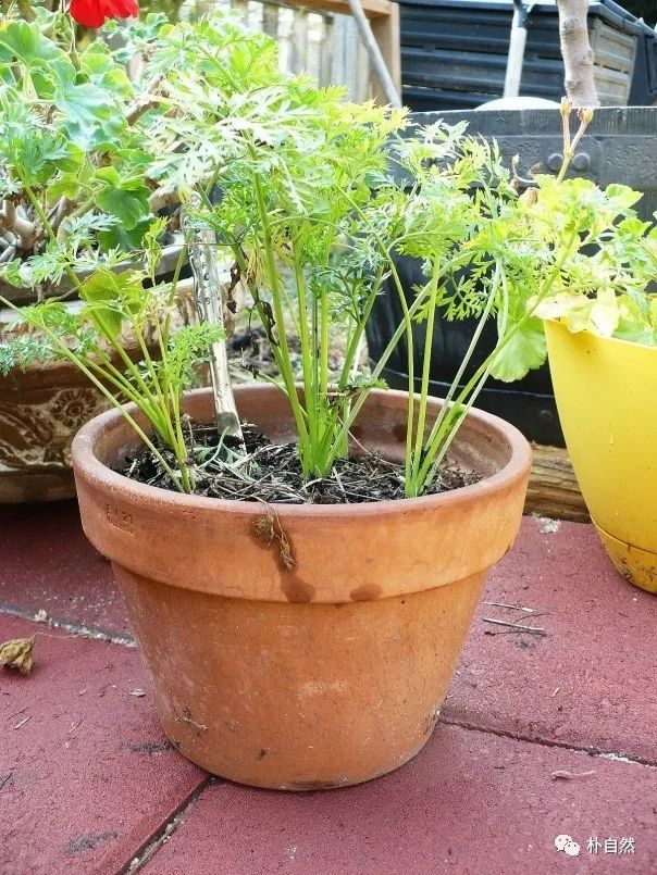 小面积种植什么好_小面积种植什么最赚钱_小面积种植致富
