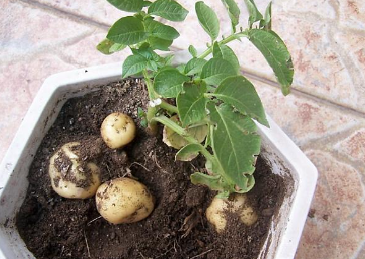 土豆种催芽的方法_土豆种植技术 不催芽_土豆种怎么崔芽