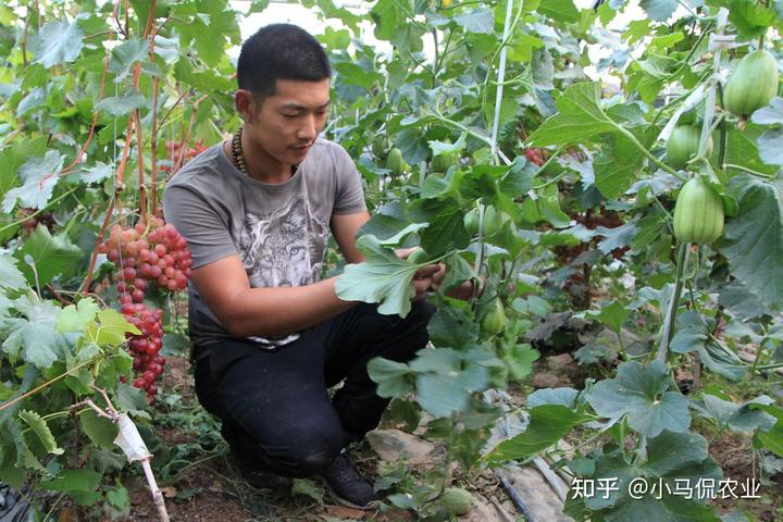 大棚里冬天结葡萄致富经_冬季大棚葡萄养殖技术_冬季大棚葡萄种植