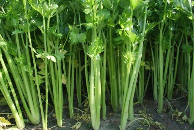 露天茴香种植技术_露天茴香什么时候播种最好_露地茴香种植视频