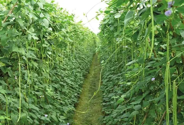 露天茴香种植技术_露天茴香什么时候播种最好_露地茴香种植视频