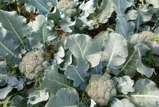 露天茴香种植技术_露地茴香种植视频_露天茴香什么时候播种最好