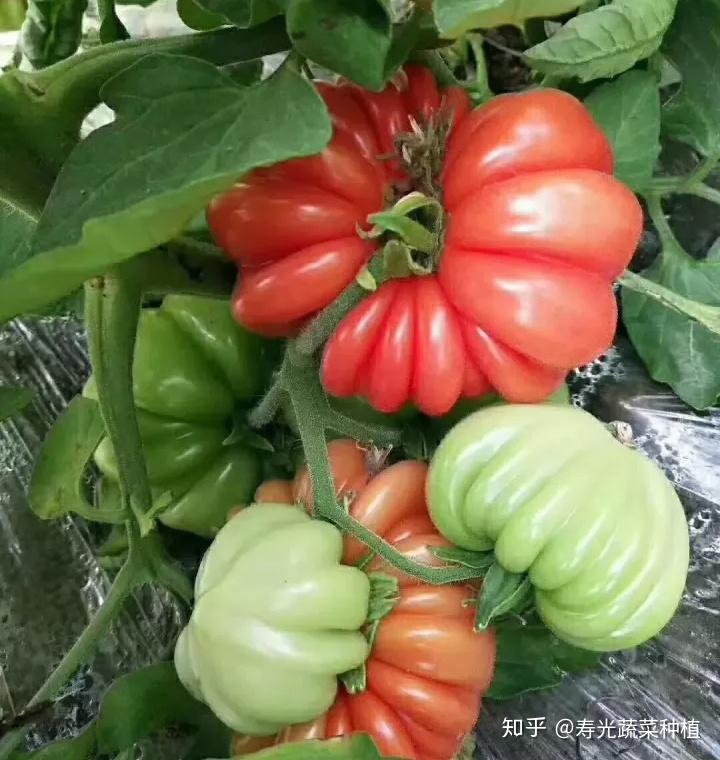 番茄露地栽培技术视频_露地番茄种植技术视频_番茄露天种植技术视频