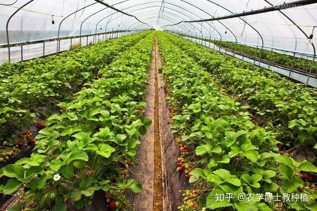 农户种什么水果更赚钱？推荐一种红通通果子，产量大、价格高