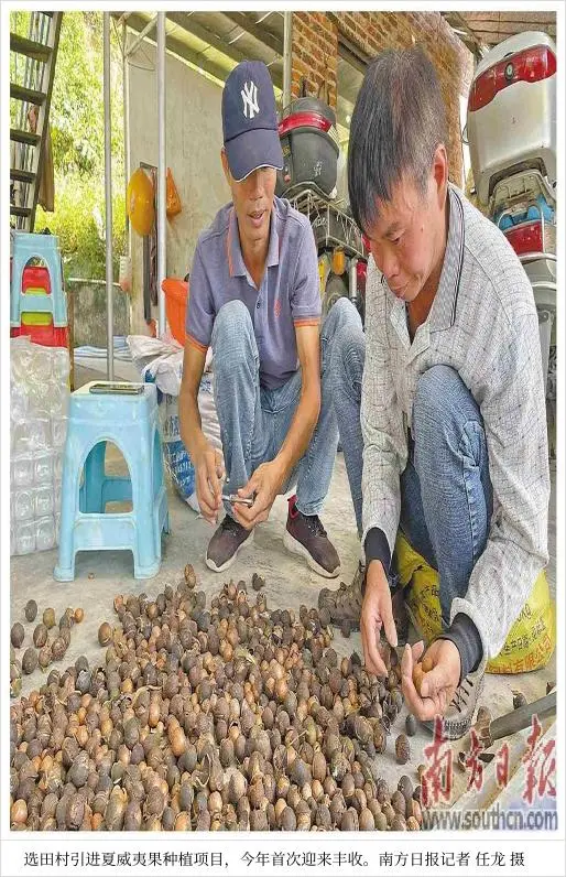 夏威夷果的种植技术_夏威夷种植果技术要求_夏威夷果树怎么种植条件