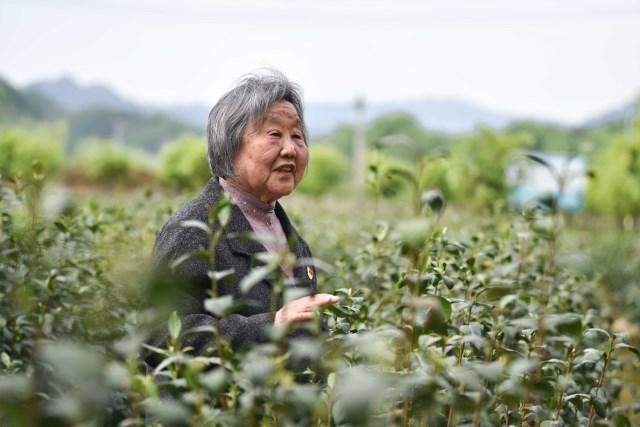 汉中适合种植哪些中草药_汉中种植业前景_汉中种植致富