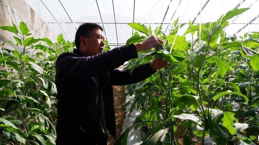 致富大棚种植_致富经大棚种菜技术_致富经大棚