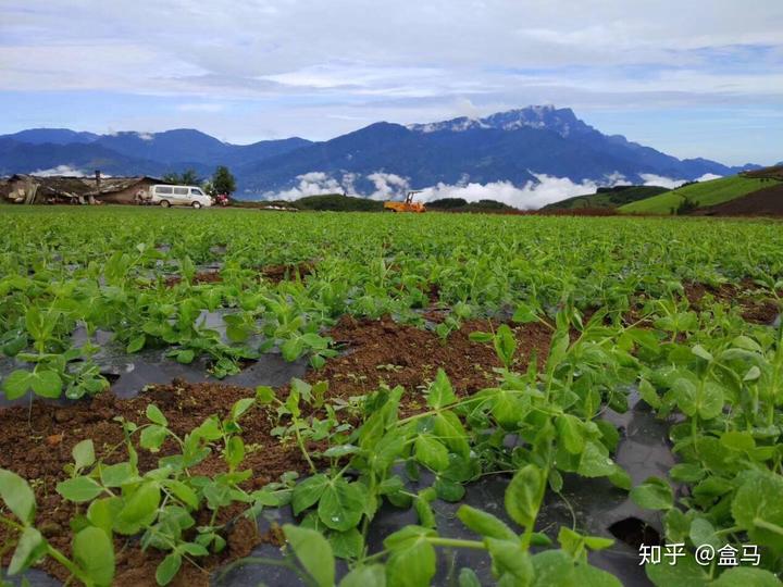 大棚种枣种植技术_枣树大棚搭建技术_枣树大棚