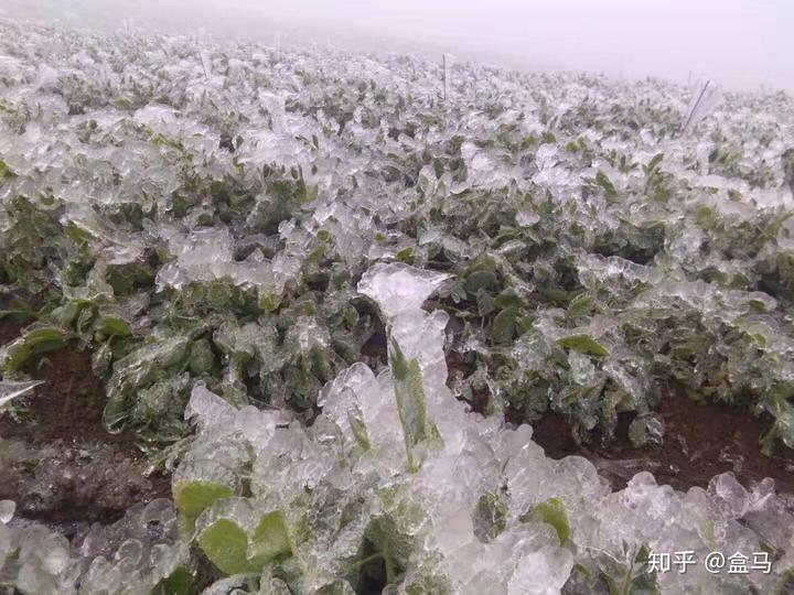 枣树大棚搭建技术_枣树大棚_大棚种枣种植技术