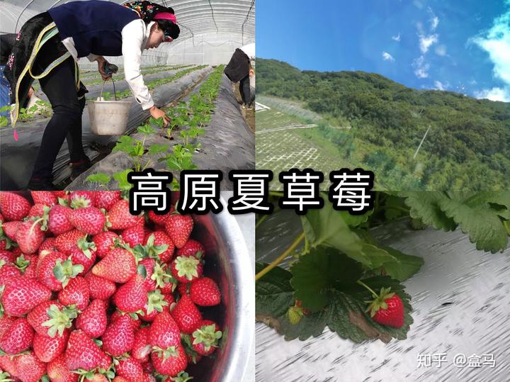大棚种枣种植技术_枣树大棚_枣树大棚搭建技术