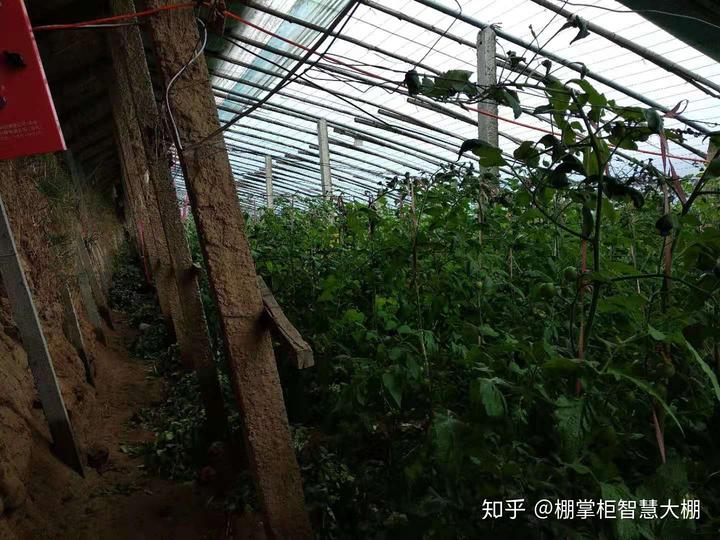 如何种好大棚蔬菜与水果？关键做好这几点