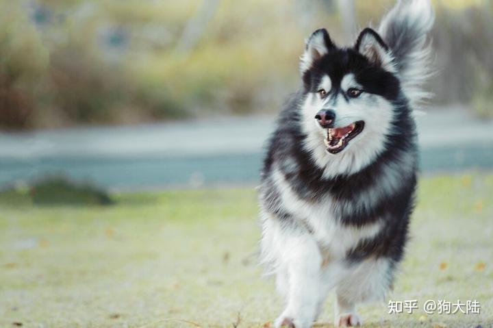 阿拉斯加 致富经_阿拉斯加富吗_穷养阿拉斯加